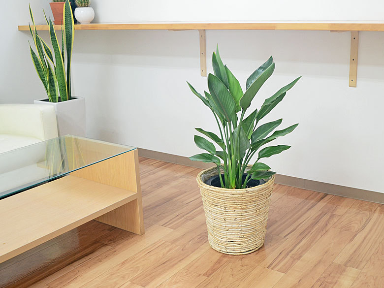 観葉植物 ストレリチア・レギネ 8号(中鉢) バードオブパラダイス