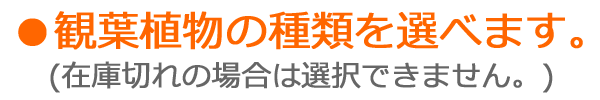 観葉植物の種類を選べます