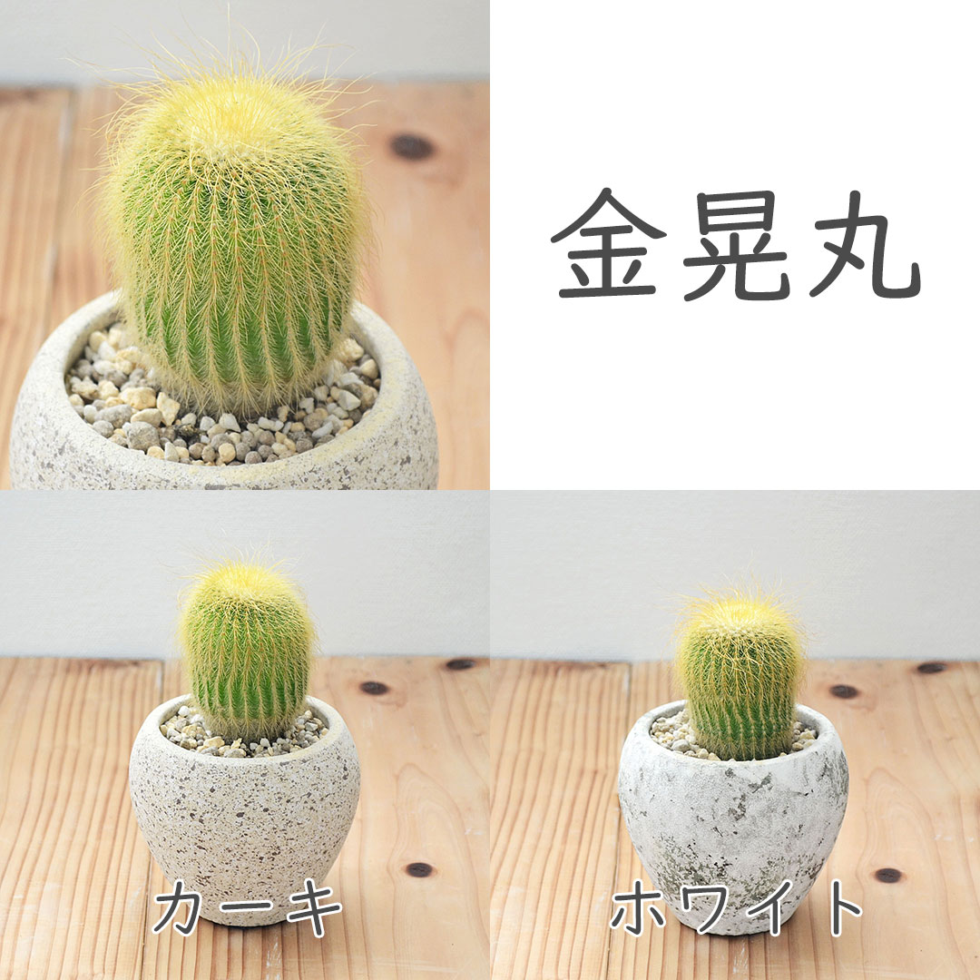 代表的な人気サボテン8種類セット コレクションランク 代表的な人気サボテン8種類セット コレクションランク 代表的な人気