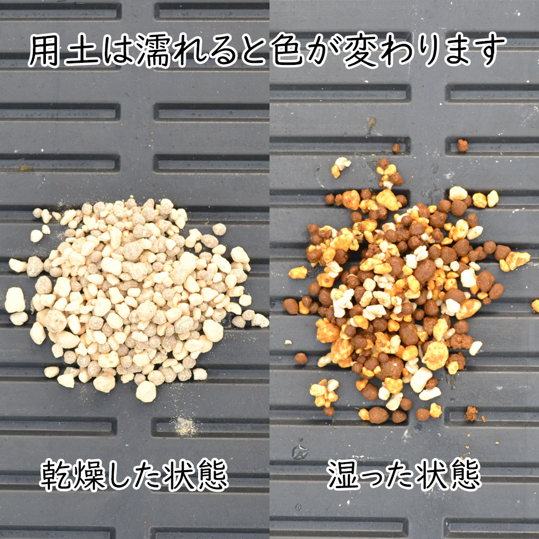 サボテン カクタス 柱サボテン 鬼面閣 金鯱 キンシャチ 陶器鉢 三つ足