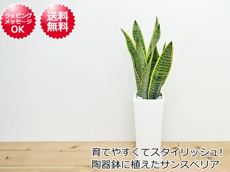 観葉植物 サンスベリア 陶器鉢植え イメージ