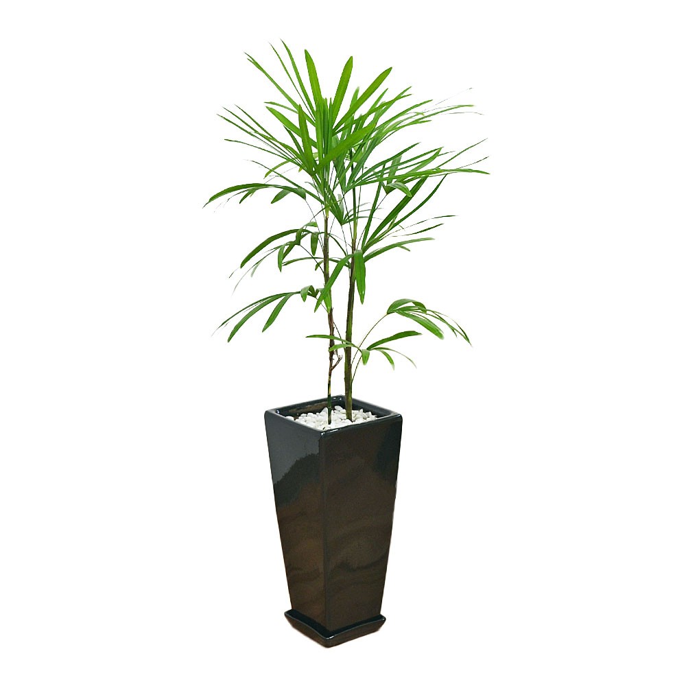 観葉植物 棕櫚竹 シュロチク 棕櫚竹 シュロチク おしゃれ 花 ガーデニング お祝い ロングスクエア陶器鉢植え 7号