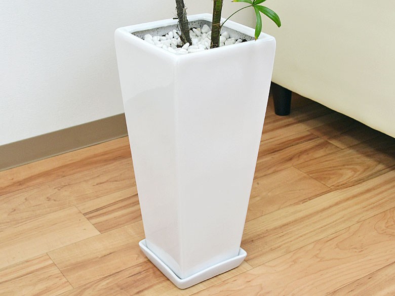 観葉植物 棕櫚竹(シュロチク) おしゃれ お祝い ロングスクエア陶器