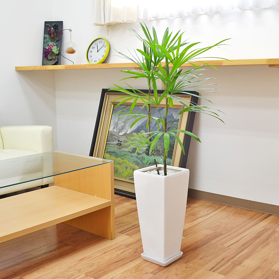 観葉植物 棕櫚竹(シュロチク) おしゃれ お祝い ロングスクエア陶器
