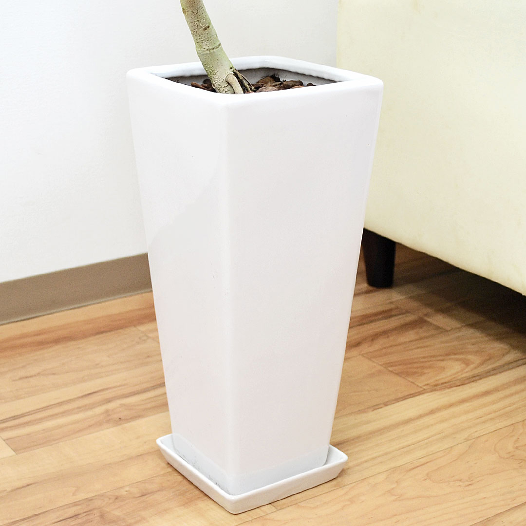 観葉植物 フィカス・ベンガレンシス 曲がり 陶器鉢 陶器鉢の拡大