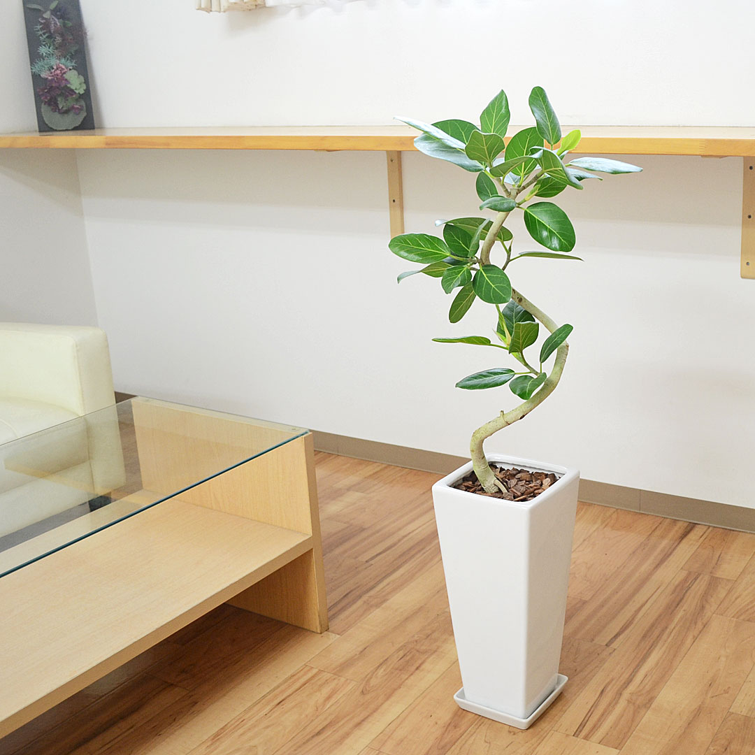 観葉植物 フィカス・ベンガレンシス 曲がり 陶器鉢 イメージ4