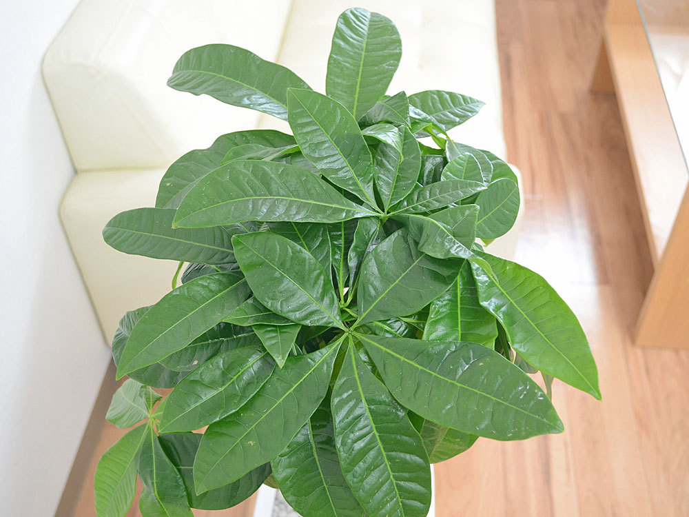 観葉植物 編みこみパキラ おしゃれ お祝い 7号 ウェーブスクエア