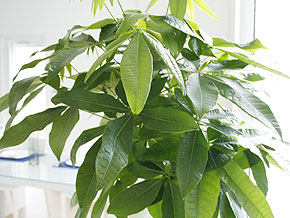 観葉植物 パキラ 編み込み 8号 おしゃれ お祝い 陶器鉢植え