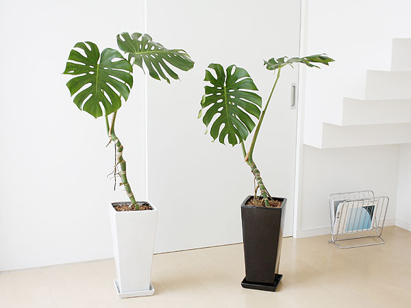 観葉植物幹立ちモンステラ ロングスクエア陶器鉢植え イメージ