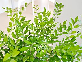 観葉植物 シルクジャスミン(ゲッキツ) ロングスクエア陶器鉢植え 葉の拡大