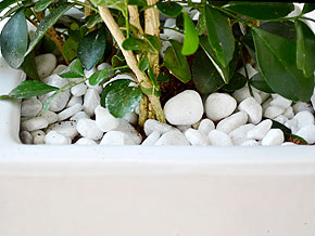 観葉植物 シルクジャスミン(ゲッキツ) ロングスクエア陶器鉢植え 白石の拡大