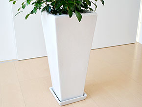 観葉植物 シルクジャスミン(ゲッキツ) ロングスクエア陶器鉢植え 陶器鉢の拡大