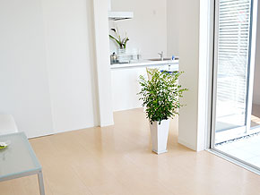 観葉植物 シルクジャスミン(ゲッキツ) ロングスクエア陶器鉢植え 設置イメージ2