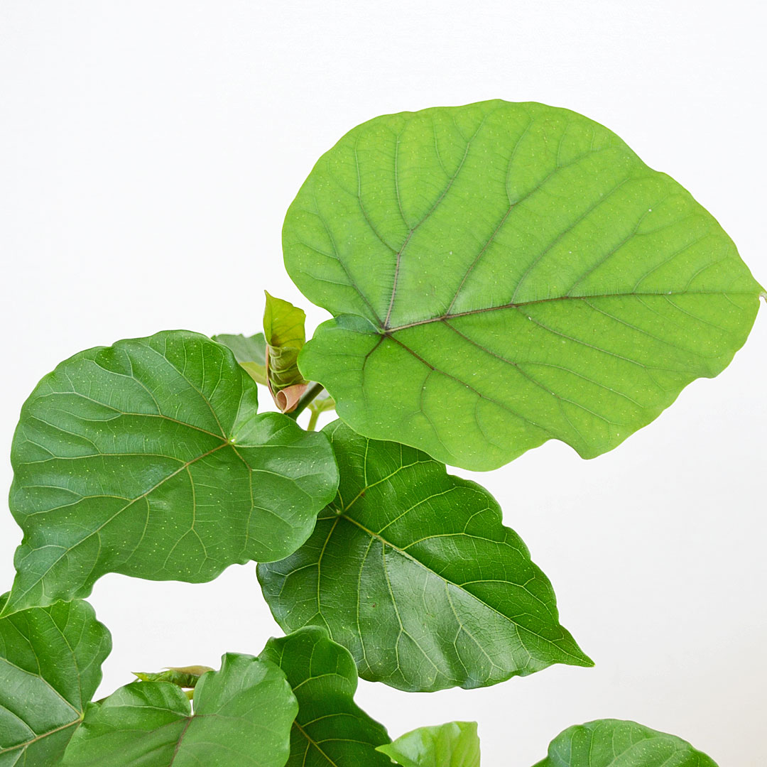 観葉植物 ウンベラータ 曲がり 7号 陶器鉢 葉の拡大