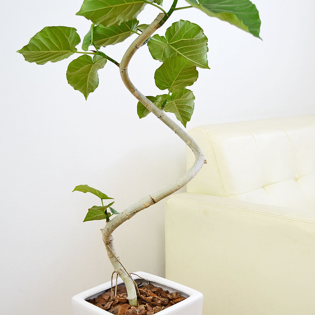 観葉植物 ウンベラータ 曲がり 7号 陶器鉢 幹の拡大
