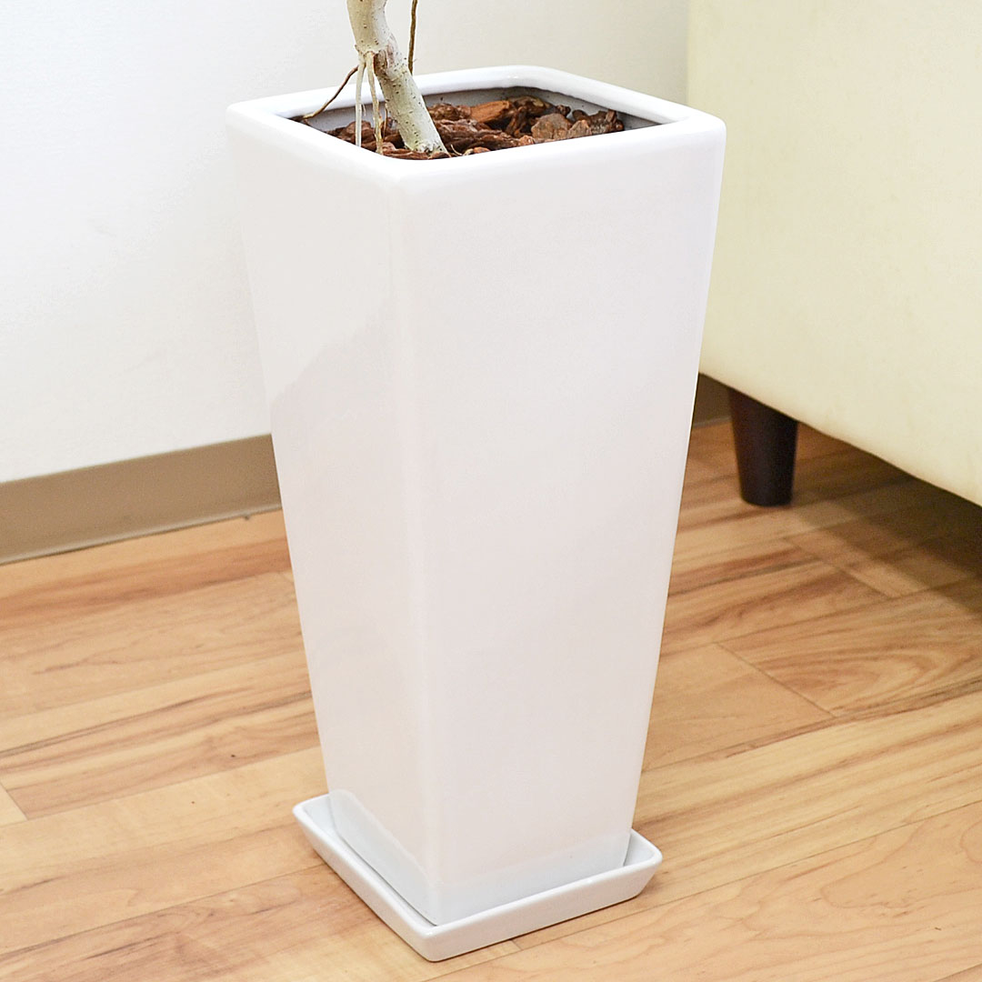 観葉植物 ウンベラータ 曲がり 7号 陶器鉢 陶器鉢の拡大