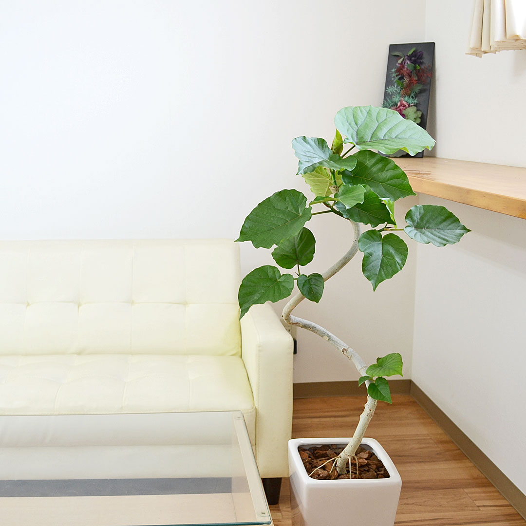 観葉植物 ウンベラータ 曲がり 7号 陶器鉢 イメージ2