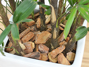 観葉植物 観音竹(カンノンチク) スクエア陶器鉢植え 8号サイズ