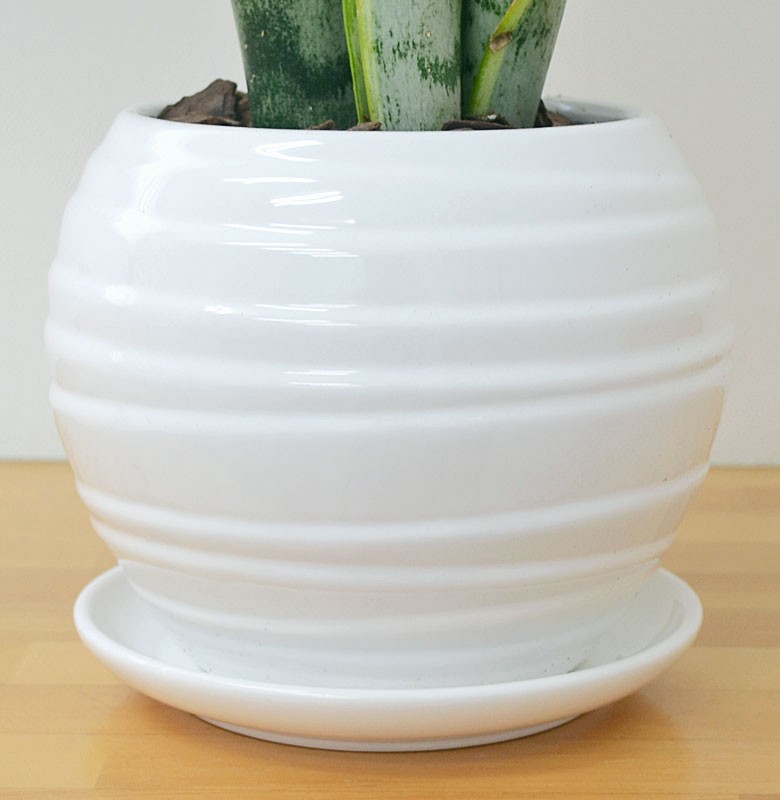 観葉植物 サンスベリア ボール型陶器鉢 5号 陶器鉢の拡大
