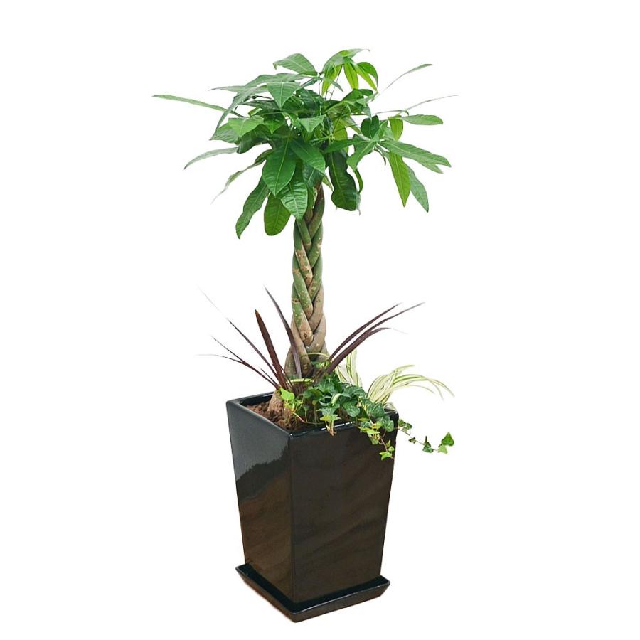 観葉植物パキラ寄せ植え スクエア陶器鉢 Skan フラワーコーポレーション 通販 Yahoo ショッピング 観葉植物パキラ寄せ植え スクエア陶器鉢 Skan フラワーコーポレーション 通販 Yahoo ショッピング
