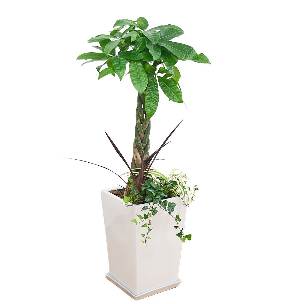 観葉植物パキラ寄せ植え スクエア陶器鉢 Skan フラワーコーポレーション 通販 Yahoo ショッピング