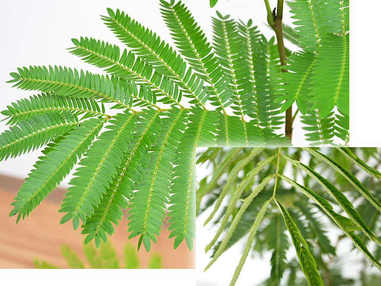 観葉植物 エバーフレッシュ ネムノキ スクエア陶器鉢植え 6号 本物