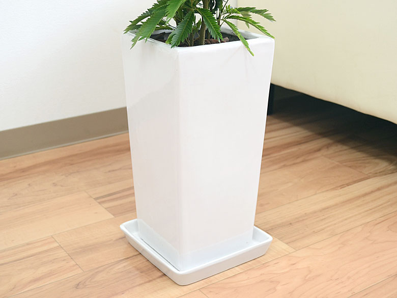 エバーフレッシュ　夜は眠るねむの木　ホワイトテラコッタ鉢植え　観葉植物 エバーフレッシュ 夜は眠るねむの木 ホワイトテラコッタ鉢植え 観葉