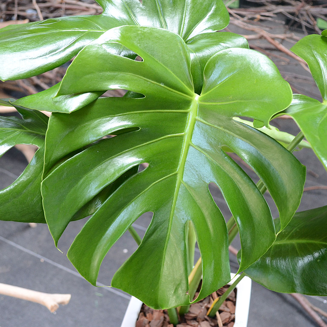 観葉植物 モンステラ スクエア陶器鉢植え 6号 : フラワー