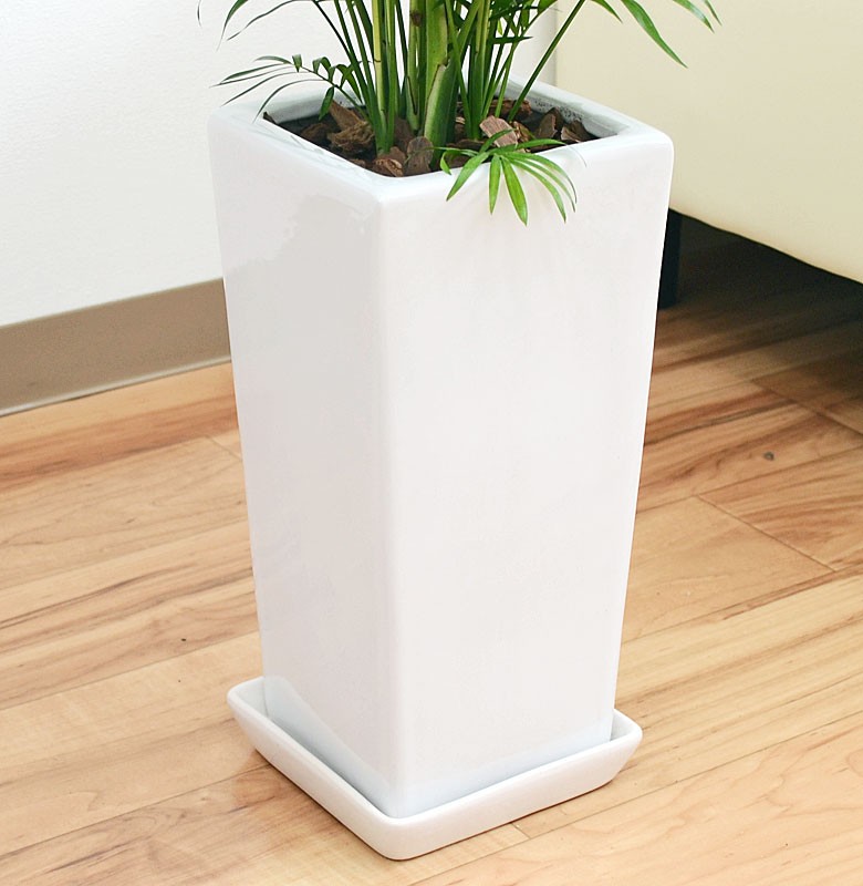 Mofumofu　特大　チャメドレア　ケンチャヤシ　陶器鉢　植え込み Mofumofu様専用 特大 チャメドレア ケンチャヤシ 陶器鉢