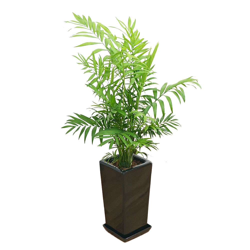 観葉植物 テーブルヤシ(チャメドレア) 6号 陶器鉢植え おしゃれ お祝い