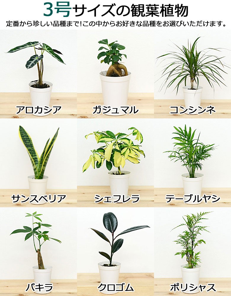 選べる観葉植物2鉢セット 6号3号 鉢カバー付き(6号のみ) おしゃれ 