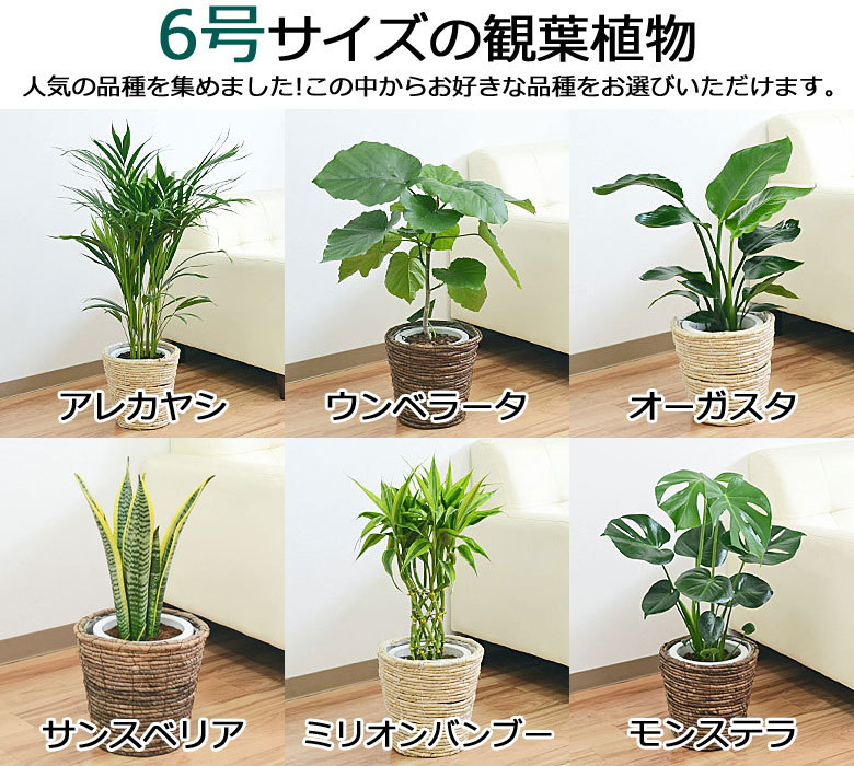 選べる観葉植物2鉢セット 6号3号 鉢カバー付き(6号のみ) おしゃれ