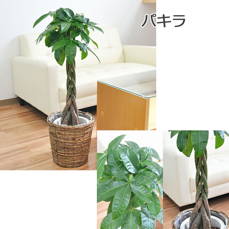 選べる観葉植物・鉢カバー 7号サイズ : skan-000370 : フラワー 
