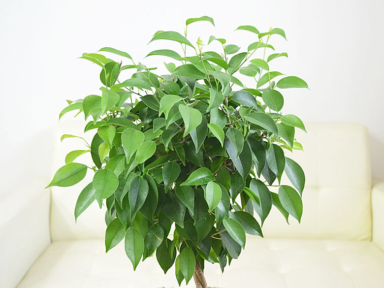 ベンジャミン・リッチの葉の拡大