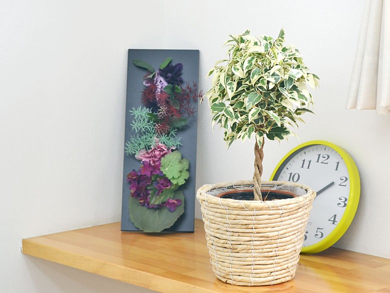 観葉植物 ベンジャミン・スターライト 鉢カバー付き 5号 ホワイト鉢カバーイメージ