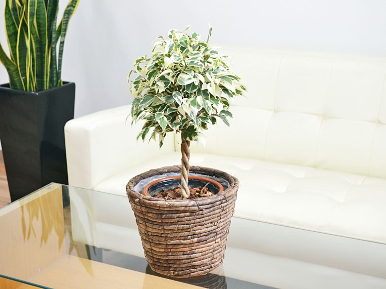 観葉植物 ベンジャミン・スターライト 鉢カバー付き 5号 ブラウン鉢カバーイメージ