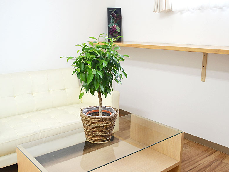 観葉植物 ベンジャミン 鉢カバー付き 5号 ブラウン鉢カバーイメージ