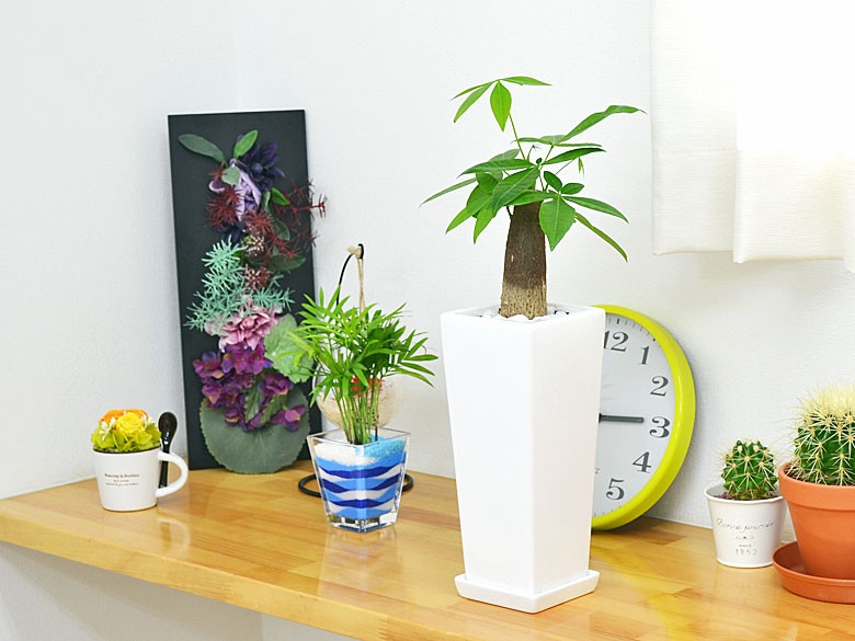 観葉植物 パキラ スクエア陶器鉢植え : フラワーコーポレーション