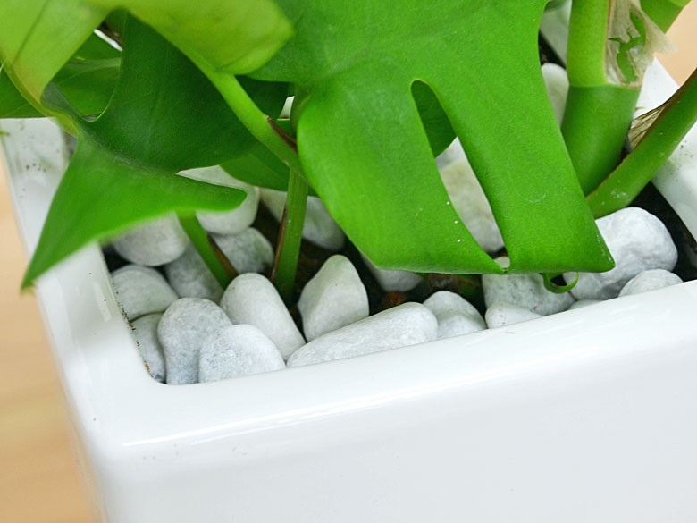土の表面の拡大