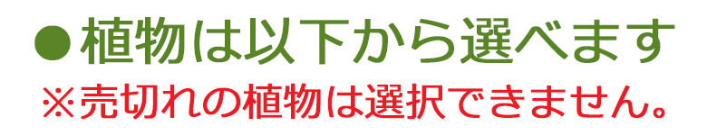 観葉植物 3号スクエア陶器鉢植え 3鉢セット 植物を選べます。