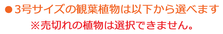 3号サイズの観葉植物は以下から選べます。