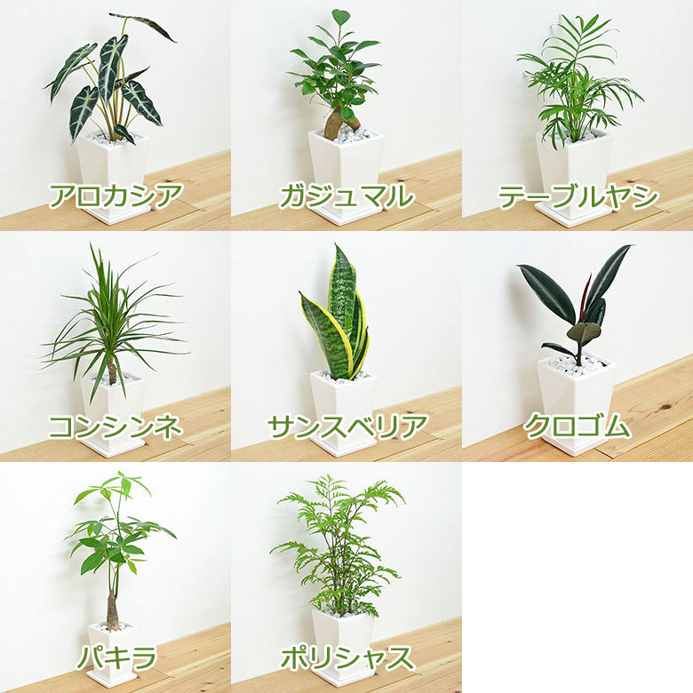 観葉植物 3号 スクエア陶器鉢植え 選べる種類