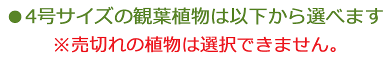 4号サイズの観葉植物は以下から選べます。