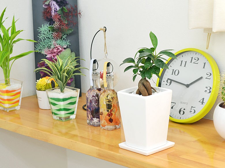 観葉植物 ガジュマル スクエア陶器鉢植え 3号 : フラワー