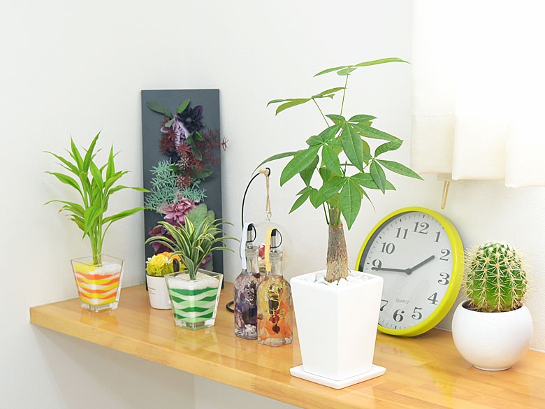 観葉植物 パキラ スクエア陶器鉢植え 3号 イメージ