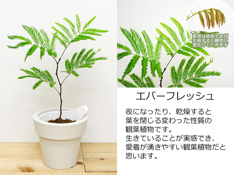 観葉植物 底面給水 3鉢セット エバーフレッシュ