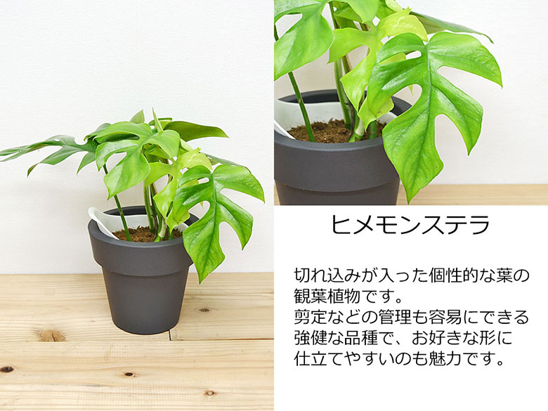 観葉植物 底面給水 3鉢セット ヒメモンステラ