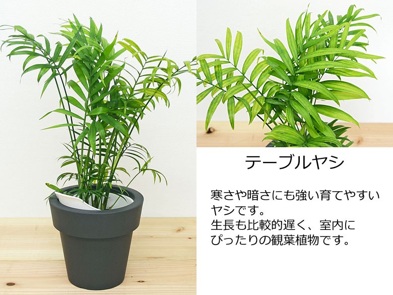 観葉植物 底面給水 3鉢セット テーブルヤシ