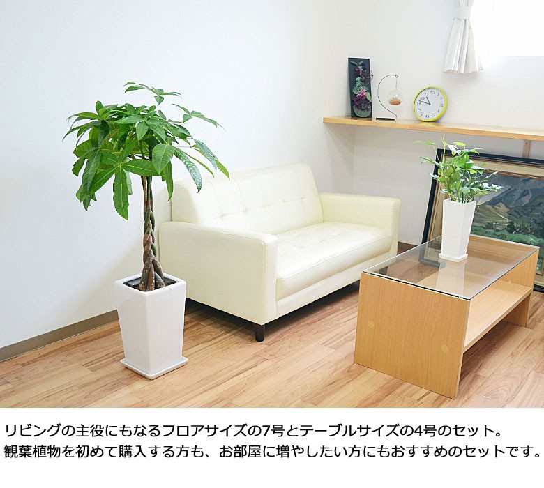 観葉植物 7号4号 2鉢セット 陶器鉢植え 選べる品種 おしゃれ