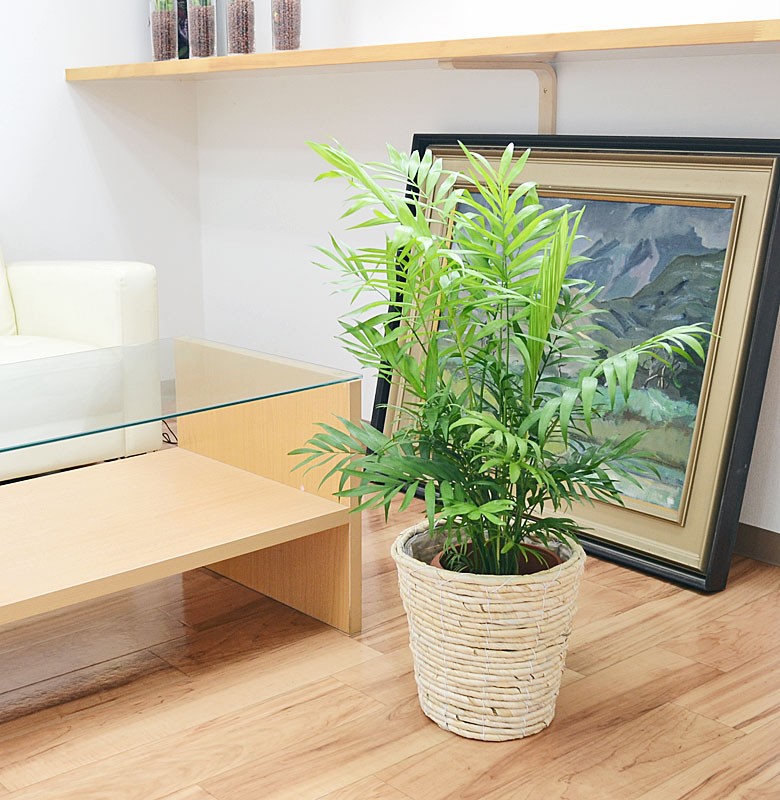 観葉植物 テーブルヤシ チャメドレア 6号鉢カバー付き ホワイト